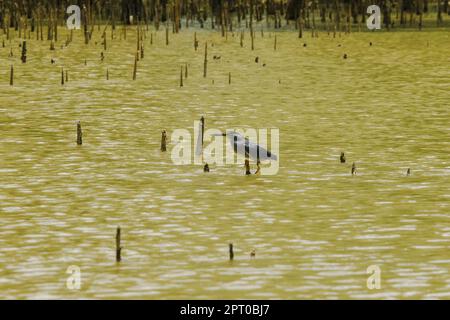 Butorides striatus steht auf den Zweigen über dem Wasser. Ist ein kleiner Vogel, der im Mangrovenwald gefunden wurde Stockfoto