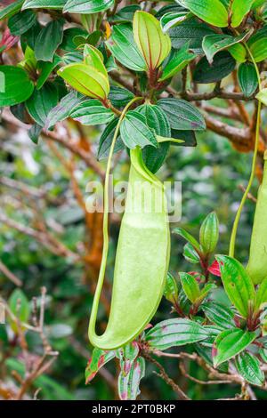 Nepenthes im natürlichen Wald ist eine Art Tierfresser Stockfoto