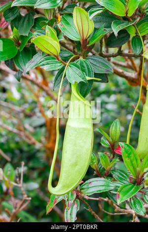 Nepenthes im natürlichen Wald ist eine Art Tierfresser Stockfoto