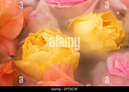 Zarte Rosen mit Wassertropfen auf den Blütenblättern. Rosa, gelbe, orangefarbene Rosen David Austin im Wasser. Rosen im Nebel mit Wassertröpfchen am pe Stockfoto