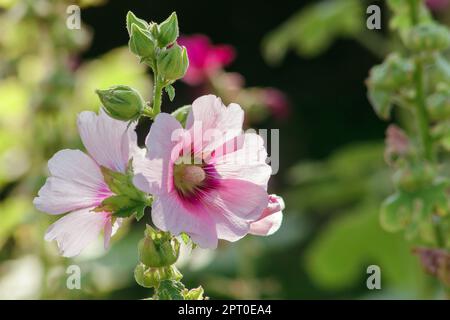 Caesar Weed mit haarigen Dornen reizt ist eine giftige Pflanze Stockfoto