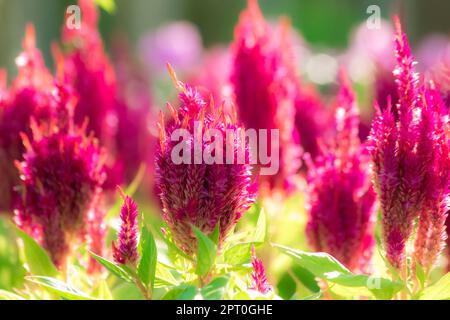 Celosia plumose ist ein schöner rosa Strauch. Stockfoto