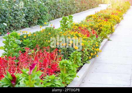 Leuchtende bunte Blumen auf dem Blumenbeet im Ziergarten an sonnigen Sommertagen im Freien. Stockfoto