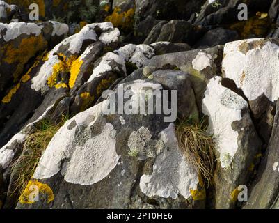 Lichen on Rocks, Bunessan Hafen, Insel Mull Stockfoto