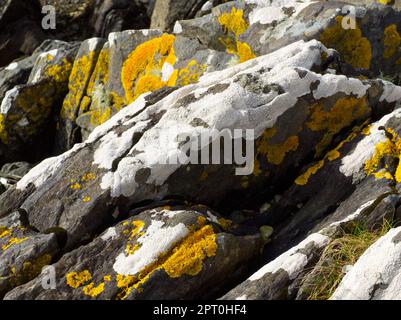 Lichen on Rocks, Bunessan Hafen, Insel Mull Stockfoto