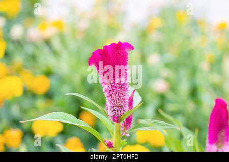 Hellrosa Celosia Argentea var. Kristata-Blüte auf grünem Laubhintergrund im Garten im Sommer. Stockfoto