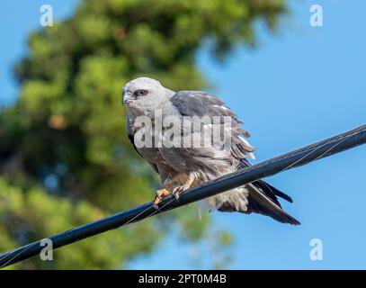 Ein atemberaubendes Porträt eines wunderschönen Greifvogels, des Mississippi Kite, hoch oben auf einem Versorgungsdraht in der Nähe eines Tierschutzgebiets in Kansas. Stockfoto