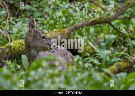 Rotwild (Capreolus capreolus) in Woodland, Perth, Perthshire, Schottland, Vereinigtes Königreich. Stockfoto