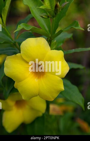 Schöne Blüte Gelbe allamanda cathartica Blume im Gartenbaum Stockfoto