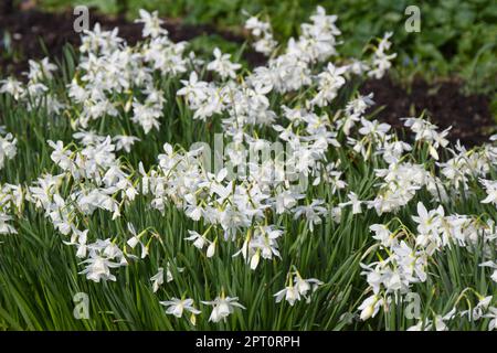 Frische weiße Frühlingsblüten im britischen Garten April Stockfoto