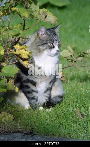 Eine ältere, langhaarige silberne Tabby-Katze sitzt unter einer wachsenden Weinrebe. Stockfoto