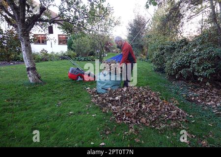 Laub rechen vor dem letzten Rasenschnitt, Deutschland Stockfoto