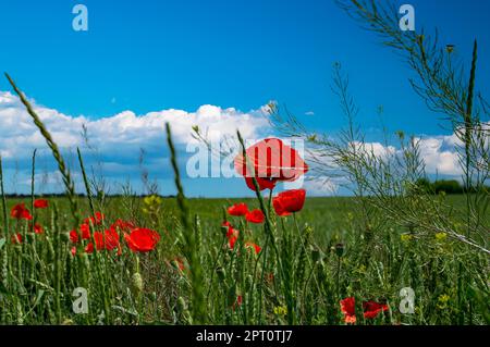 Roter Mohn blüht auf einem landwirtschaftlichen Weizenfeld vor blauem Himmel. Blühende rote Mohnblumen. Blauer Himmel. Farmfeld. Roggen und Weizen. Natürlich Stockfoto