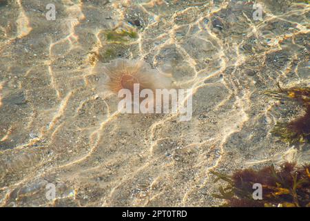 Feuerquallen an der Küste, die im Salzwasser schwimmen. Sand im Hintergrund in Wellenmuster. Tierfoto aus der Natur Stockfoto