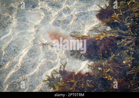 Feuerquallen an der Küste, die im Salzwasser schwimmen. Sand im Hintergrund in Wellenmuster. Tierfoto aus der Natur Stockfoto