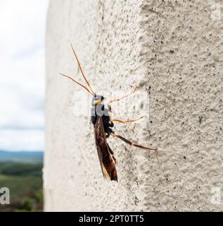 Riesenholzwaspe oder Hornschwanz (lateinischer Name Urocerus gigas) mit schwarzen und gelben Farben. Stockfoto