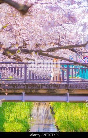 Sumiyoshi Sakura (Kirschblüten entlang Yoshi Shibukawa). Aufnahmeort: Kawasaki City, Präfektur Kanagawa Stockfoto