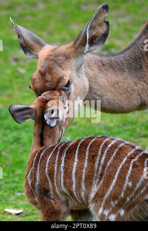 Liberec, Tschechische Republik. 27. April 2023. Eine Nyala mit ihrem einmonatigen Baby (Tragelaphus angasii) im Zoo Liberec in der Tschechischen Republik. Tragelaphus angasii ist eine Spiralhornantilope, die im südlichen Afrika heimisch ist. (Kreditbild: © Slavek Ruta/ZUMA Press Wire) NUR REDAKTIONELLE VERWENDUNG! Nicht für den kommerziellen GEBRAUCH! Stockfoto