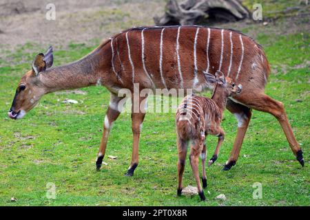 Liberec, Tschechische Republik. 27. April 2023. Eine Nyala mit ihrem einmonatigen Baby (Tragelaphus angasii) im Zoo Liberec in der Tschechischen Republik. Tragelaphus angasii ist eine Spiralhornantilope, die im südlichen Afrika heimisch ist. (Kreditbild: © Slavek Ruta/ZUMA Press Wire) NUR REDAKTIONELLE VERWENDUNG! Nicht für den kommerziellen GEBRAUCH! Stockfoto