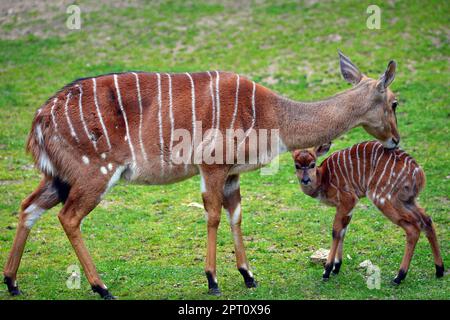 Liberec, Tschechische Republik. 27. April 2023. Eine Nyala mit ihrem einmonatigen Baby (Tragelaphus angasii) im Zoo Liberec in der Tschechischen Republik. Tragelaphus angasii ist eine Spiralhornantilope, die im südlichen Afrika heimisch ist. (Kreditbild: © Slavek Ruta/ZUMA Press Wire) NUR REDAKTIONELLE VERWENDUNG! Nicht für den kommerziellen GEBRAUCH! Stockfoto