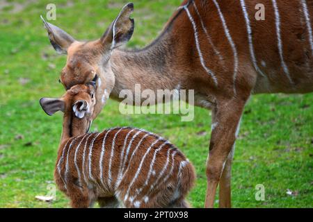 Liberec, Tschechische Republik. 27. April 2023. Eine Nyala mit ihrem einmonatigen Baby (Tragelaphus angasii) im Zoo Liberec in der Tschechischen Republik. Tragelaphus angasii ist eine Spiralhornantilope, die im südlichen Afrika heimisch ist. (Kreditbild: © Slavek Ruta/ZUMA Press Wire) NUR REDAKTIONELLE VERWENDUNG! Nicht für den kommerziellen GEBRAUCH! Stockfoto