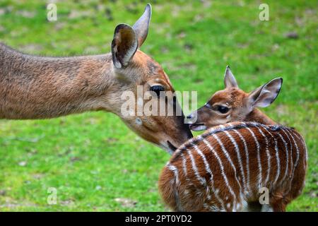 Liberec, Tschechische Republik. 27. April 2023. Eine Nyala mit ihrem einmonatigen Baby (Tragelaphus angasii) im Zoo Liberec in der Tschechischen Republik. Tragelaphus angasii ist eine Spiralhornantilope, die im südlichen Afrika heimisch ist. (Kreditbild: © Slavek Ruta/ZUMA Press Wire) NUR REDAKTIONELLE VERWENDUNG! Nicht für den kommerziellen GEBRAUCH! Stockfoto