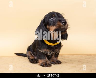 Kleiner, rothaariger Dackel-Welpe auf hellem Hintergrund. Porträt des Hundes. Süße Haustiere Stockfoto