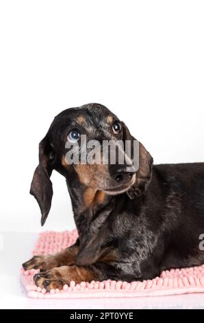 Porträt eines alten, traurigen Dackelhundes, Wursthund, mit Augen verschiedener Farben, isoliert auf weißem Hintergrund Stockfoto