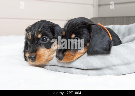 Süße Welpen eines Drahthaarigen Dackels liegen auf dem Bett. Porträt des Hundes. Süße Haustiere Stockfoto