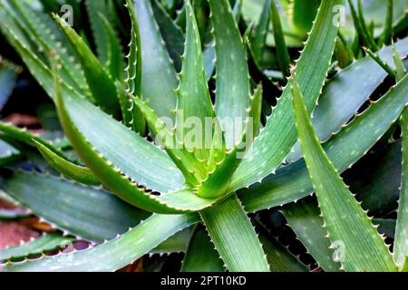 Leuchtend grüne Aloe Vera saftige Pflanze im Sommer im Garten. Stockfoto