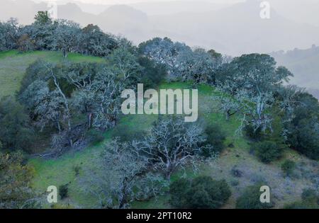 Einmalige Bäume auf dem grünen Hügel Kaliforniens in nebeliger Landschaft aus der Vogelperspektive Stockfoto