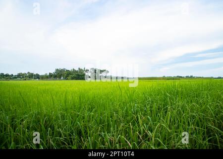 Wunderschöne grüne Reisfelder mit kontrastierendem wolkigen Himmel Stockfoto