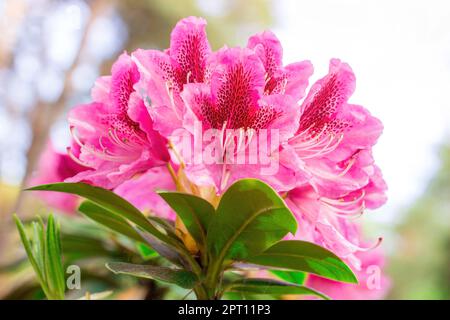 Leuchtend rosa Rhododendron-Hybridum im Frühling blühende, kosmopolitische Blüten mit grünen Blättern im Garten. Stockfoto