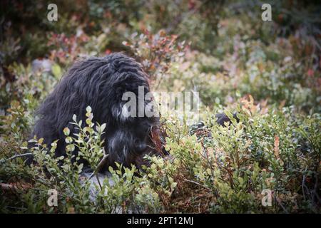 Goldendoodle liegt mit einem Stock im Heidelbeerfeld in einem Wald. Hybrid Hund spielen entspannt. Tierfoto des Hundes Stockfoto