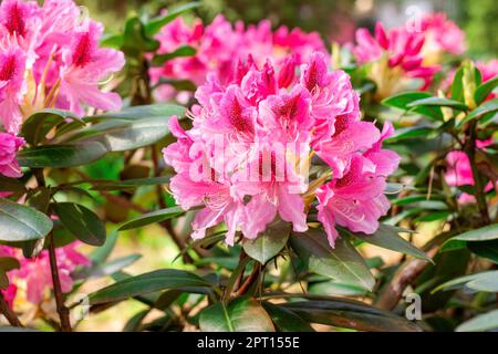 Leuchtend rosa Rhododendron-Hybridum im Frühling blühende, kosmopolitische Blüten mit grünen Blättern im Garten. Stockfoto