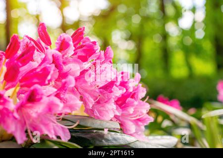 Leuchtend rosa Rhododendron-Hybridum im Frühling blühende, kosmopolitische Blüten mit grünen Blättern im Garten. Stockfoto
