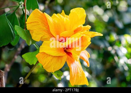 Leuchtend gelbe und orangefarbene chinesische Rose (Hibiscus rosa-sinensis Cooperi) exotische Blume im Garten im Sommer aus nächster Nähe. Stockfoto