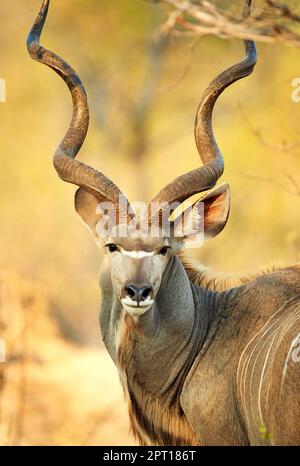 Geboren, um wild zu sein. Ein männlicher Kudu auf den Ebenen Afrikas Stockfoto