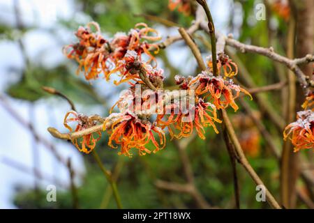 Die orangefarbenen/roten Blüten einer Hexe Hazel, Hexenhasel Hamamelis x Intermedia „Jelena“, winterblühender, schneebedeckter Blumenstrauch Stockfoto