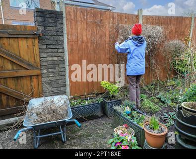 Eine Frau, die die flauschigen Samenköpfe und das tote Wachstum von Clematis Tangutica „Bill Mackenzie“, England, beschneidet. UK Stockfoto