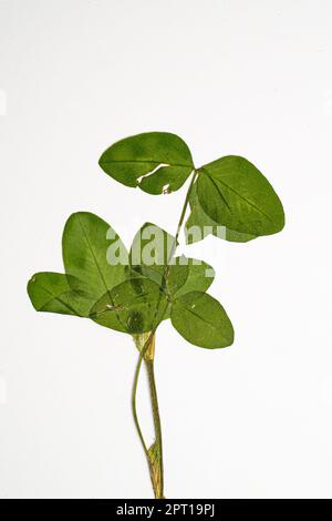 Erhaltung der Schönheit der Natur mit einer Blumenpresse. Stockfoto