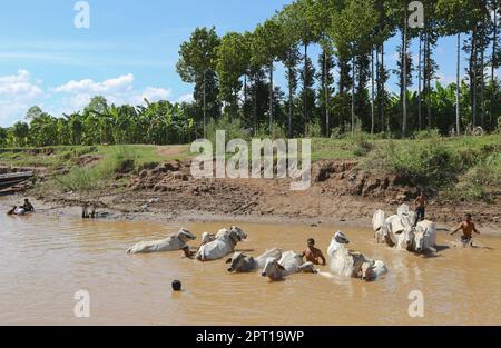 Khmer-Bauern waschen ihre Ochsen und Kühe, um sie im Wasser des Mekong-Flusses, in Kambodscha, auf dem Land, im Ochsenbad, in Asien, in der Hitzewelle zu kühlen. Hitzewellen-Rekorde, Kampuchea Stockfoto