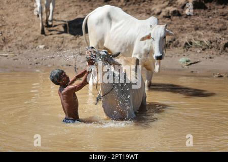 Khmer-Bauern waschen ihre Ochsen und Kühe, um sie im Wasser des Mekong-Flusses, in Kambodscha, auf dem Land, im Ochsenbad, in Asien, in der Hitzewelle zu kühlen. Hitzewellen-Rekorde, Kampuchea Stockfoto