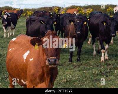 Kühe auf der grünen Weide einer irischen Viehzucht an einem Sommerabend. Schwarze und braune Kühe auf grünem Grasfeld Stockfoto