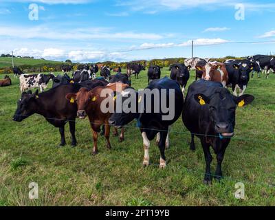 Ein paar hornlose Kühe auf der grünen Weide einer irischen Viehzucht an einem Sommerabend. Schwarze und braune Kühe auf dem Feld Stockfoto
