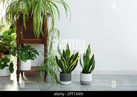 Zimmerpflanzen - sansevieria, chlorophytum im Raum mit hellen Wänden, Gartenkonzept Stockfoto