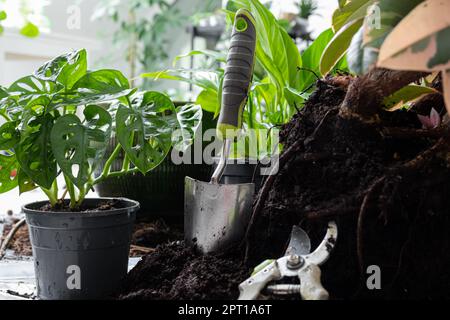 Pflanzung von Topfpflanzen im Frühjahr - Ficus, Monstera-Affe, Spathiphyllum oder Friedenslilie, Pflanzenpflege und Verbindung mit dem Naturkonzept Stockfoto