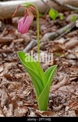 Öffnete den rosa Frauenschuh, eine Orchideenpflanze in voller Blüte mit Laub, das im Frühling in einem Wald, umgeben von herabfallenden Blättern, wild wächst Stockfoto