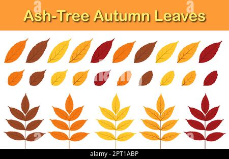 Eschenbaum-Blatt-Set Stock Vektor