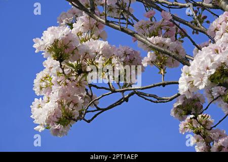 Detail eines japanischen Kirschbaums in voller Blüte, Prunus serrulata, Rosaceae Stockfoto